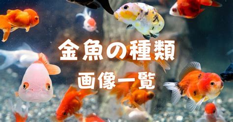 金魚品種|【人気順】金魚の種類一覧｜画像と特徴をご紹介